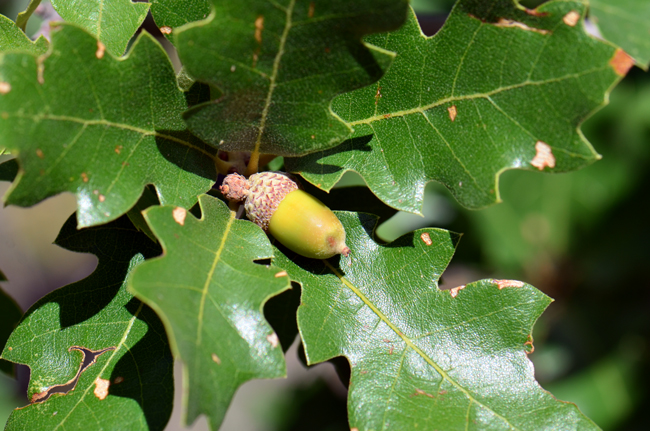 Gambel Oak trees produce the all-important acorn, either solitary of in clusters of 2. The developing acorns are visible as very thick-skinned small round buttons as shown in the photograph above. Note in this photo one acorn is fully developed while the other acorn did not and will not fully develop. Quercus gambelii
